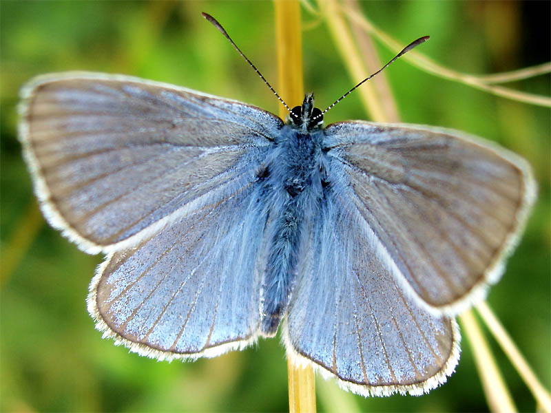 Una scarpa speciale...Plebejus argus